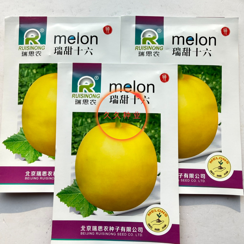 瑞甜十六早熟杂交薄皮甜瓜种子黄皮高圆形肉乳白色半干瓤抗裂