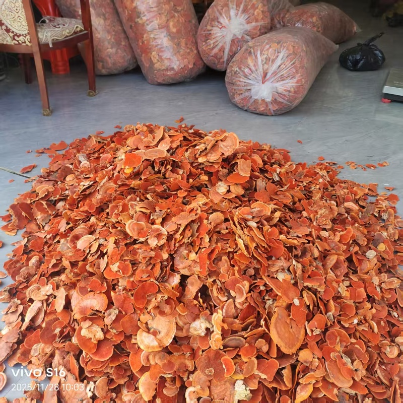 红栓菌