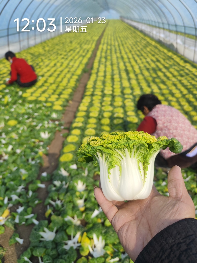 千亩基地实力供应，大量供应黄心菜，欢迎各地客户前来合作