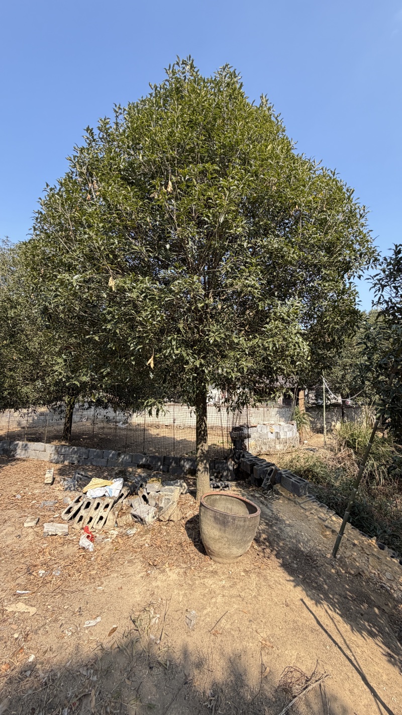 21公分桂花树