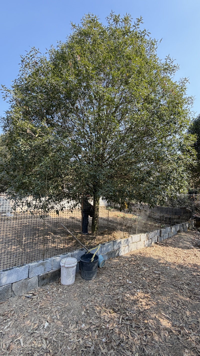 21公分桂花树