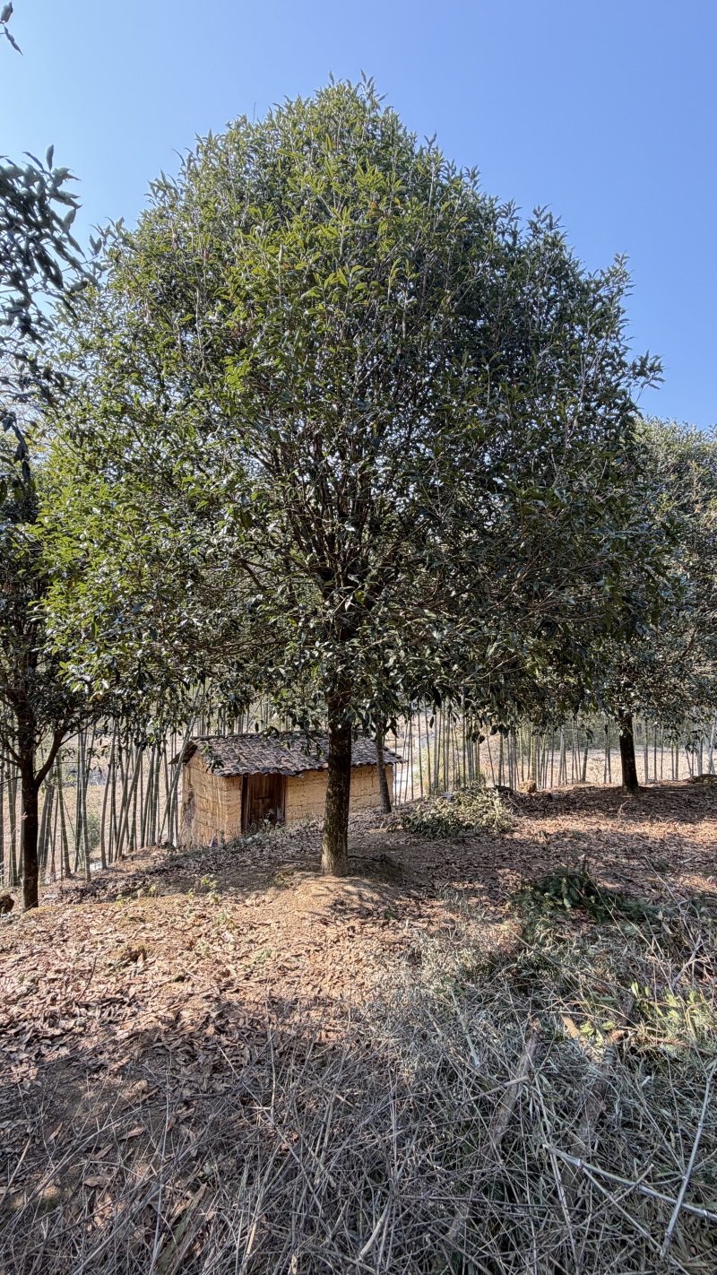 21公分桂花树