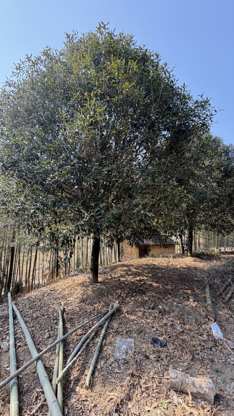 21公分桂花树