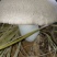 虎掌菌