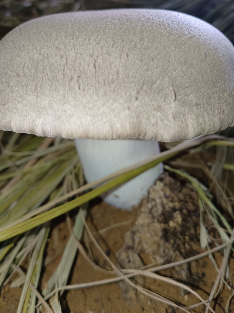 虎掌菌