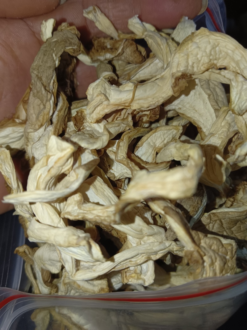 虎掌菌