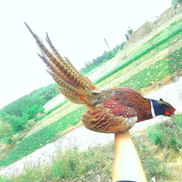 雉县山鸡野鸡