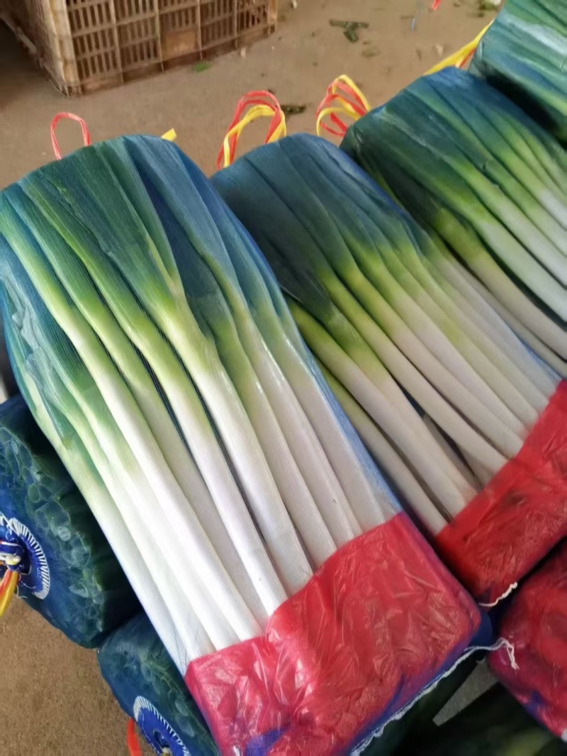 福建精品网葱无细葱
