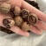 纯野生山核桃长寿果大量现货各种口味都有