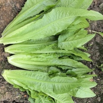 油麦菜