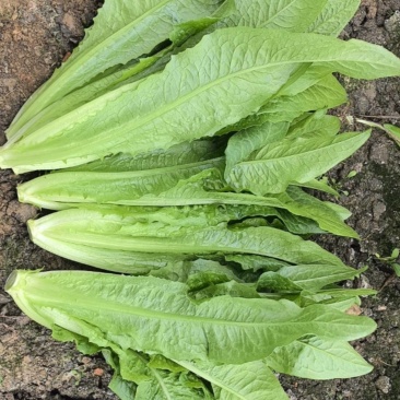 油麦菜