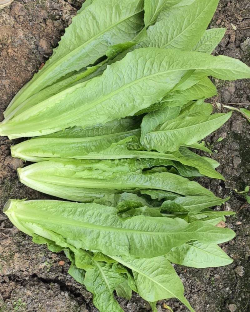 油麦菜