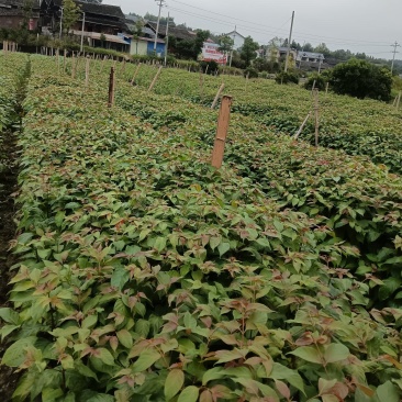 钩藤种苗中药材种植一年生/两年生壮苗基地直销