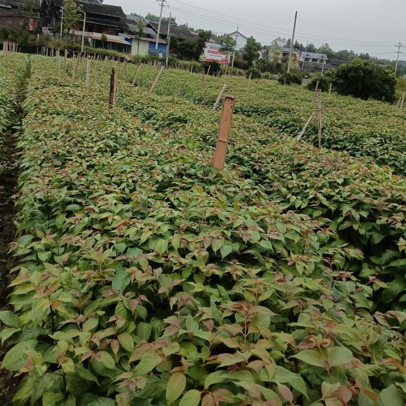 钩藤种苗中药材种植一年生/两年生壮苗基地直销