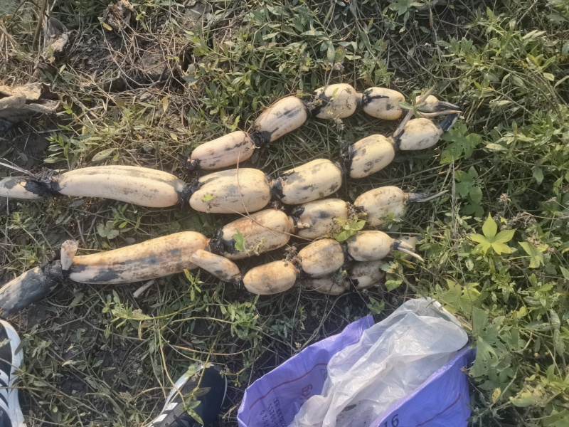 莲藕基地直供，品质保证，对接全国各地市场商超批发商