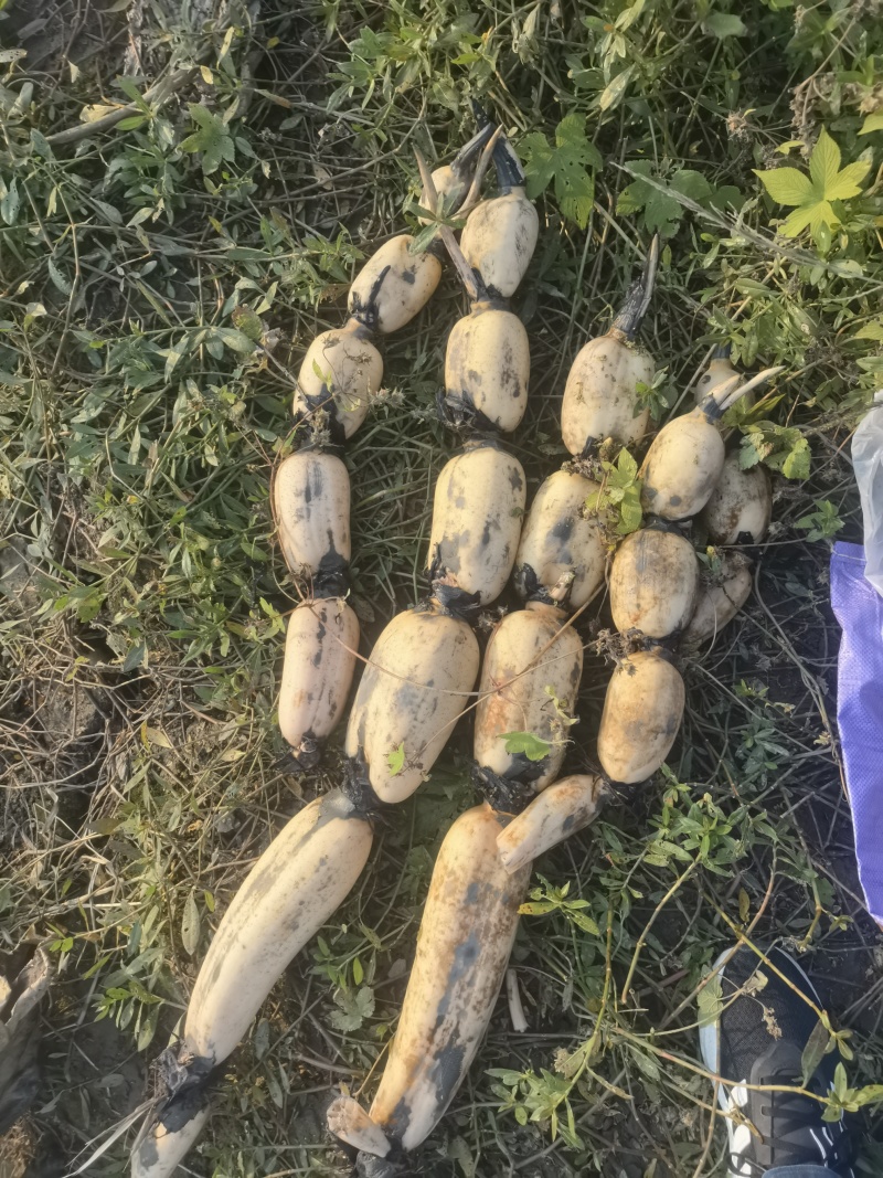 莲藕基地直供，品质保证，对接全国各地市场商超批发商