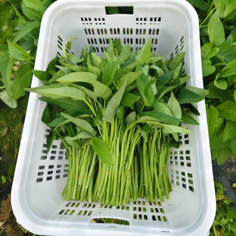 【推荐】海南精品空心菜一手货源量大从优供应市场商超