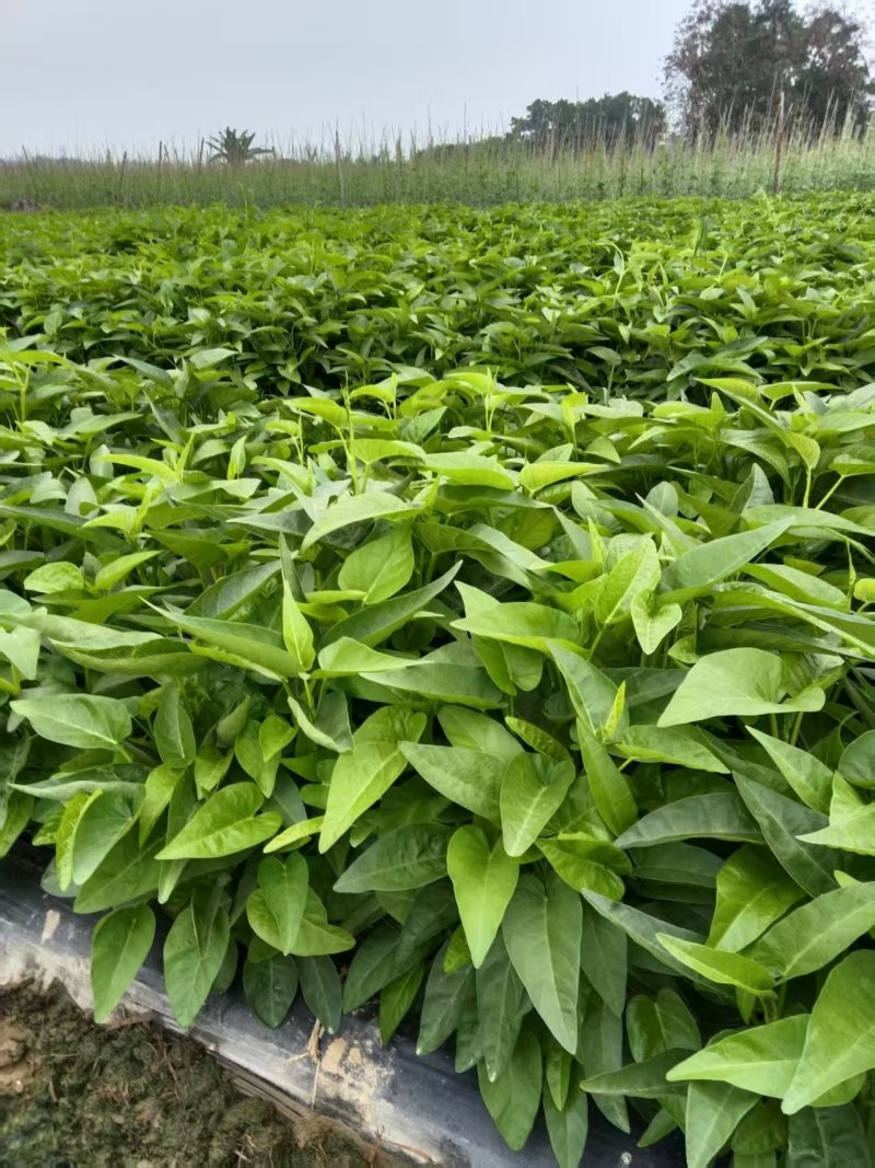 【推荐】海南精品空心菜一手货源量大从优供应市场商超