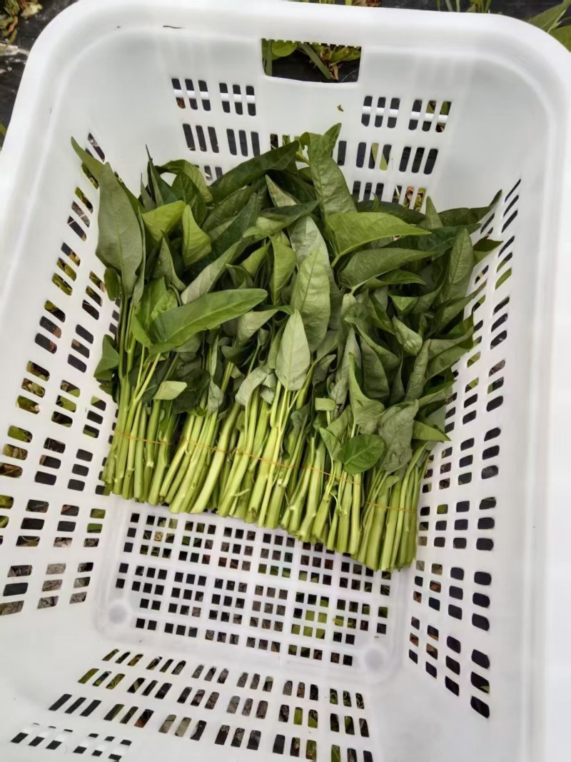 【推荐】海南精品空心菜一手货源量大从优供应市场商超