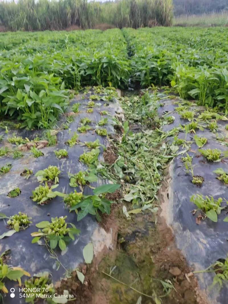 【推荐】海南精品空心菜一手货源量大从优供应市场商超