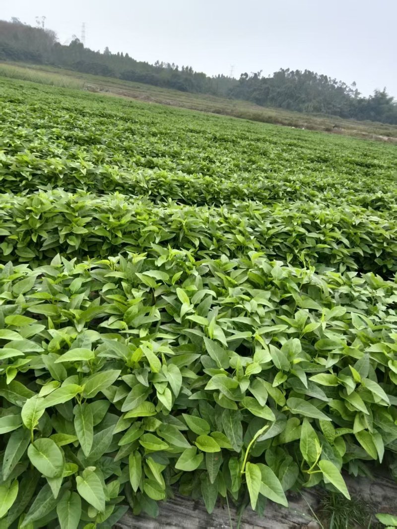 【推荐】海南精品空心菜一手货源量大从优供应市场商超