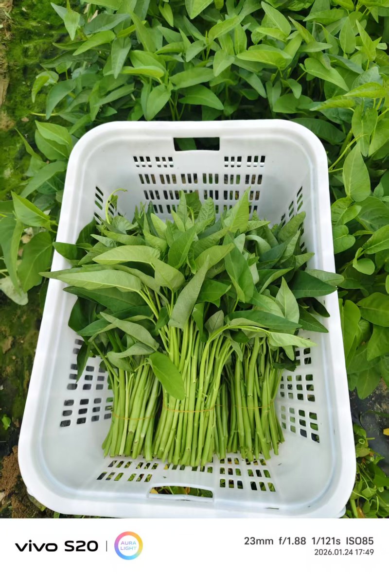 【推荐】海南精品空心菜一手货源量大从优供应市场商超