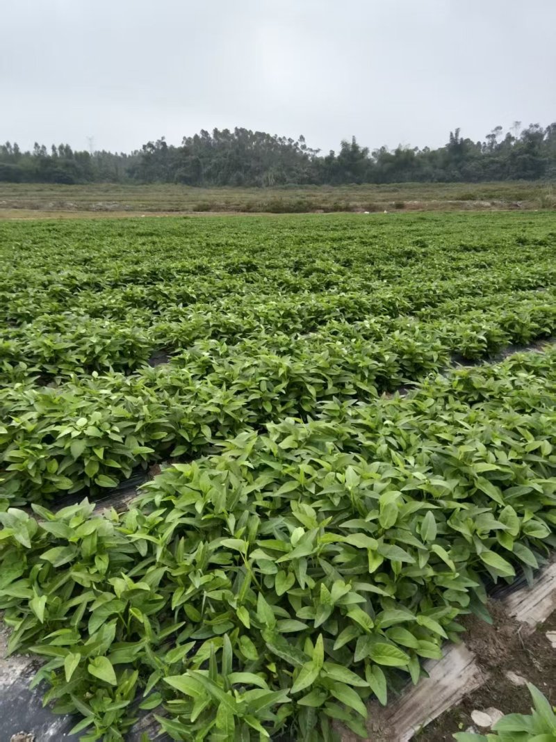 【推荐】海南精品空心菜一手货源量大从优供应市场商超
