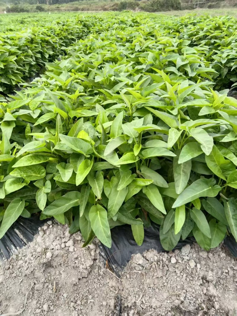 【推荐】海南精品空心菜一手货源量大从优供应市场商超