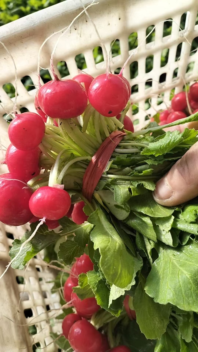 樱桃萝卜