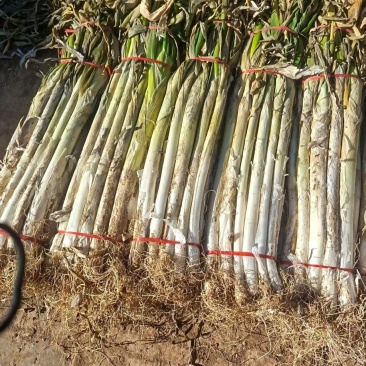 精品长白大葱货源充足产地供应量大从优质量保证欢迎咨