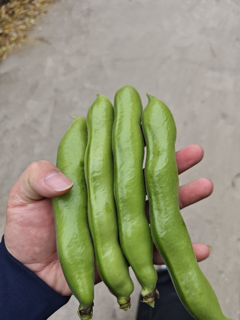 福建蚕豆逐步上市