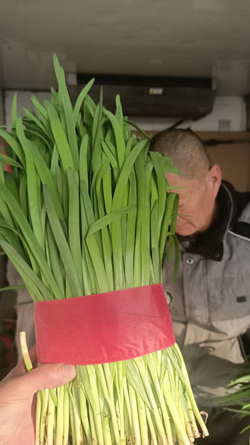 昌黎红根韭菜大量供应，一手货源，保质保量，诚信经营，量大从优