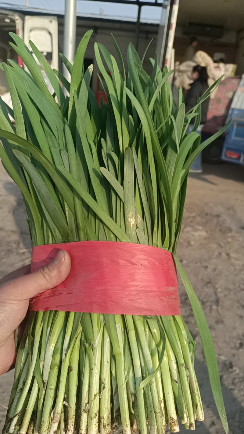 昌黎红根韭菜大量供应，一手货源，保质保量，诚信经营，量大从优