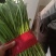 昌黎红根韭菜大量供应，一手货源，保质保量，诚信经营，量大从优