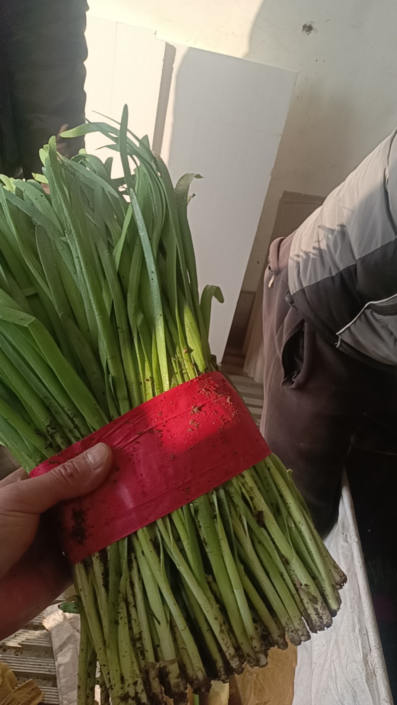 昌黎红根韭菜大量供应，一手货源，保质保量，诚信经营，量大从优