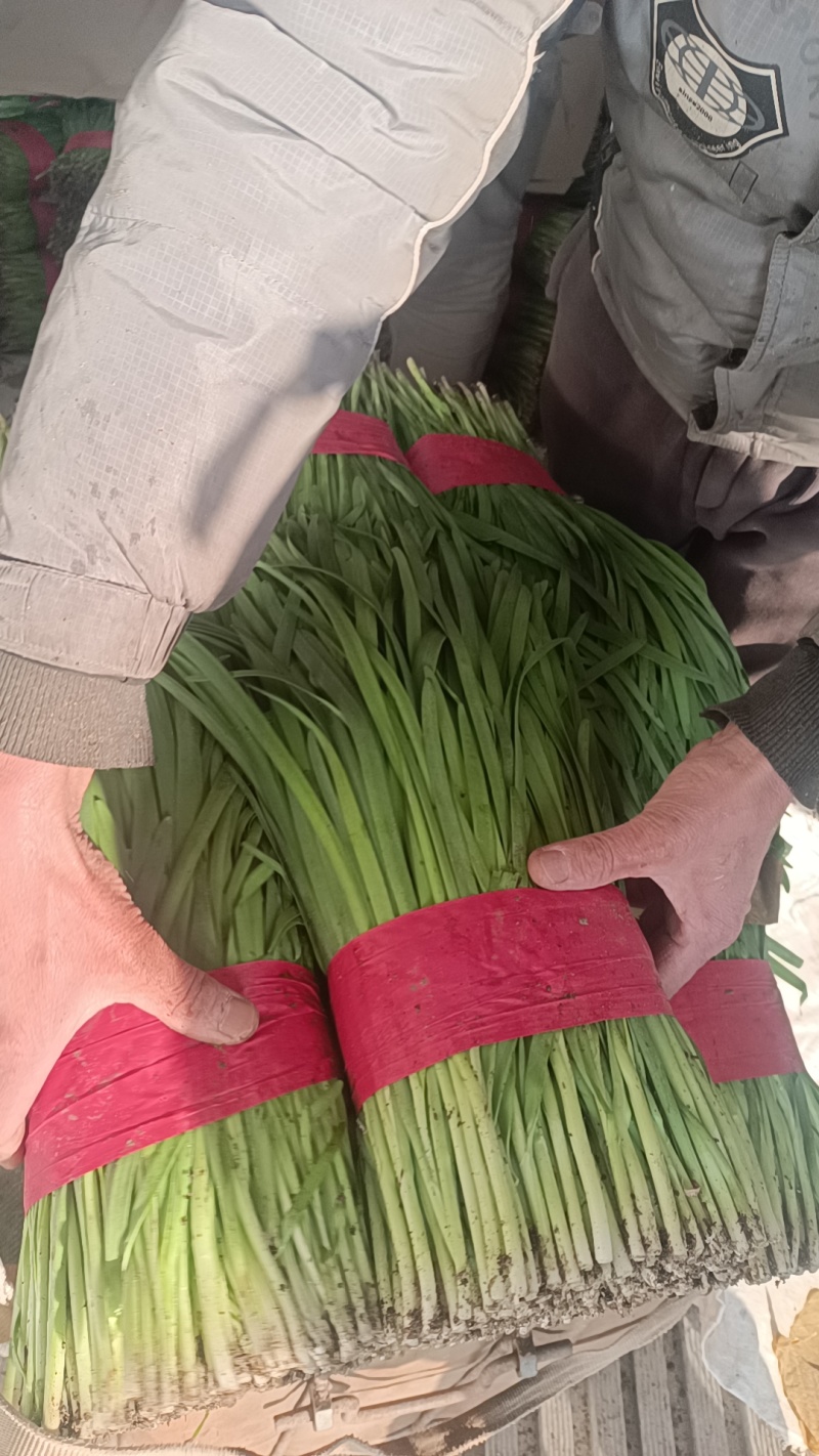 昌黎红根韭菜大量供应，一手货源，保质保量，诚信经营，量大从优