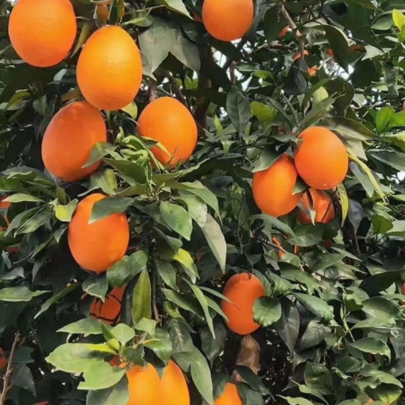 秭归脐橙纽荷尔长虹果园直发