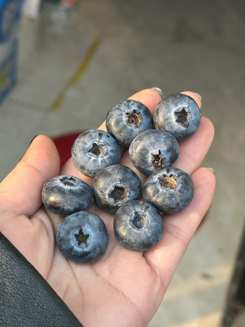 山东蓝莓头茬莱克西蓝莓L25F6L11薄雾优瑞卡
