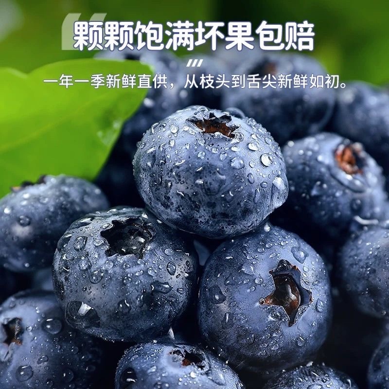 山东蓝莓头茬莱克西蓝莓L25F6L11薄雾优瑞卡