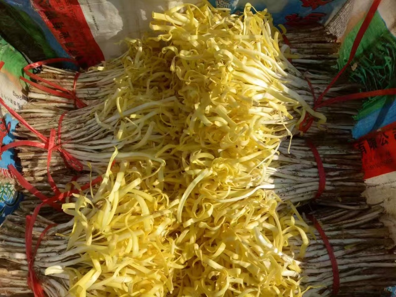 甘肃兰州精品韭黄产地直供大宗批发