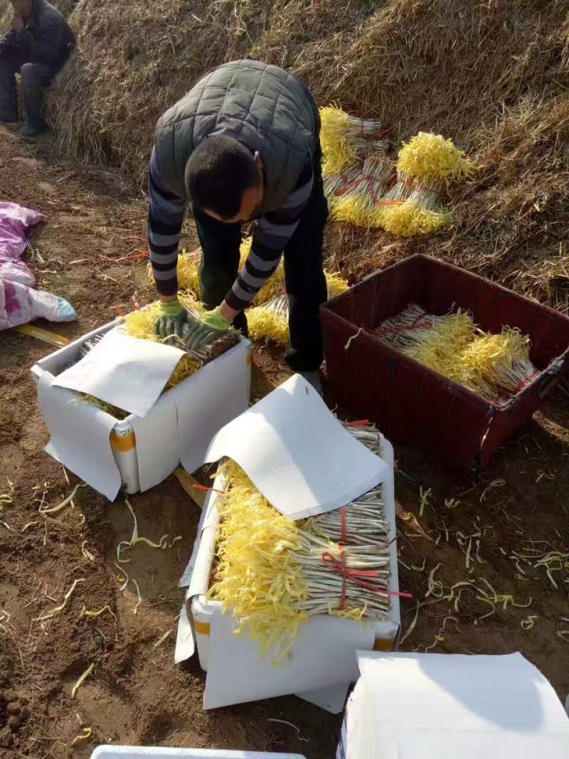 甘肃兰州精品韭黄产地直供大宗批发