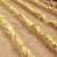 甘肃兰州精品韭黄产地直供大宗批发