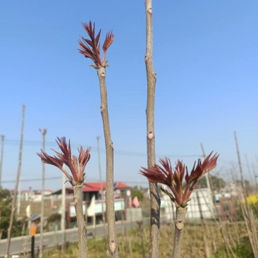 鸡冠红红油香椿树苗一年苗大量供应中