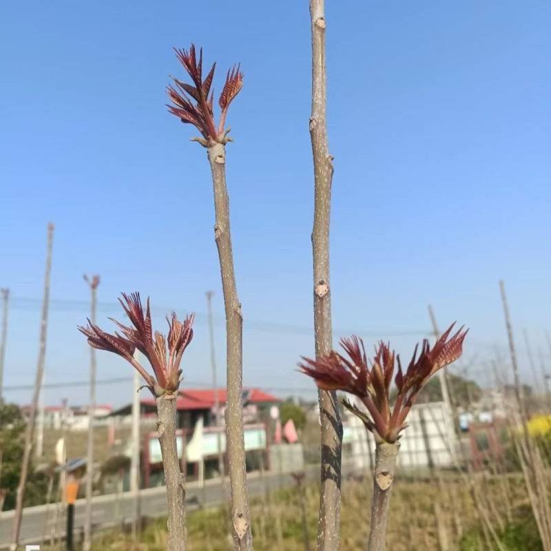 鸡冠红红油香椿树苗一年苗大量供应中