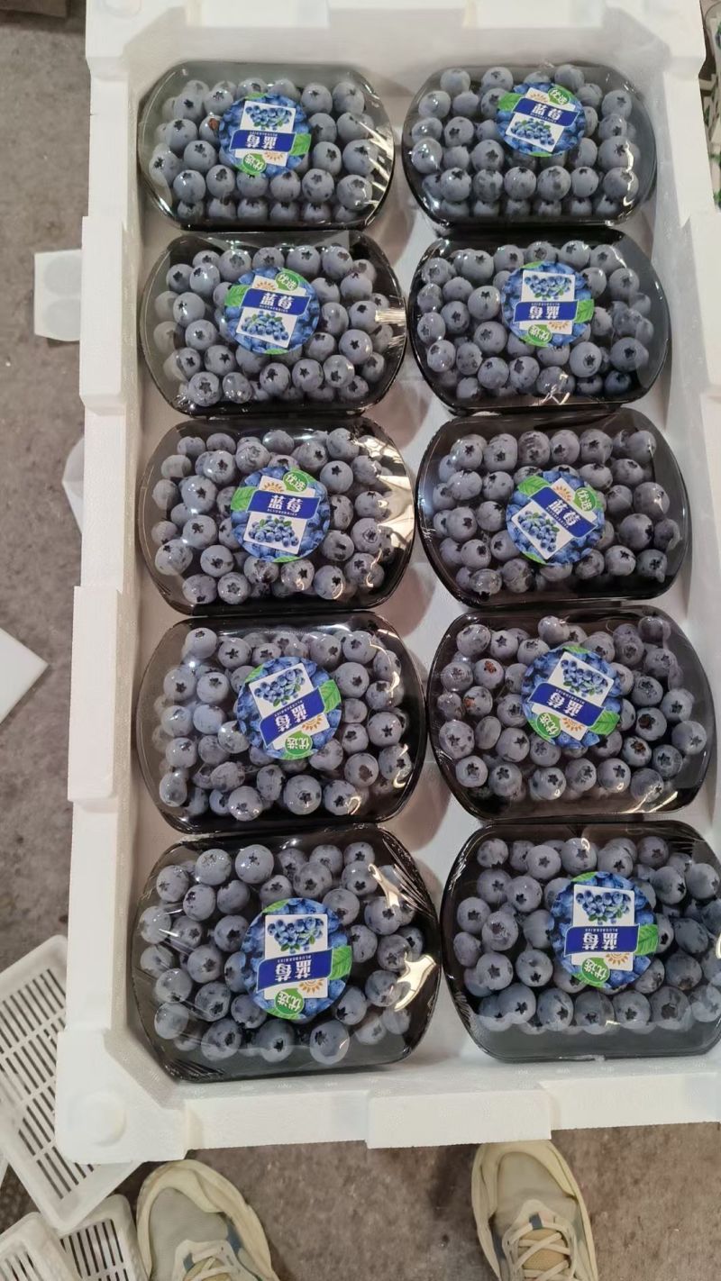 山东蓝莓产地品种齐全保证质量诚信经营