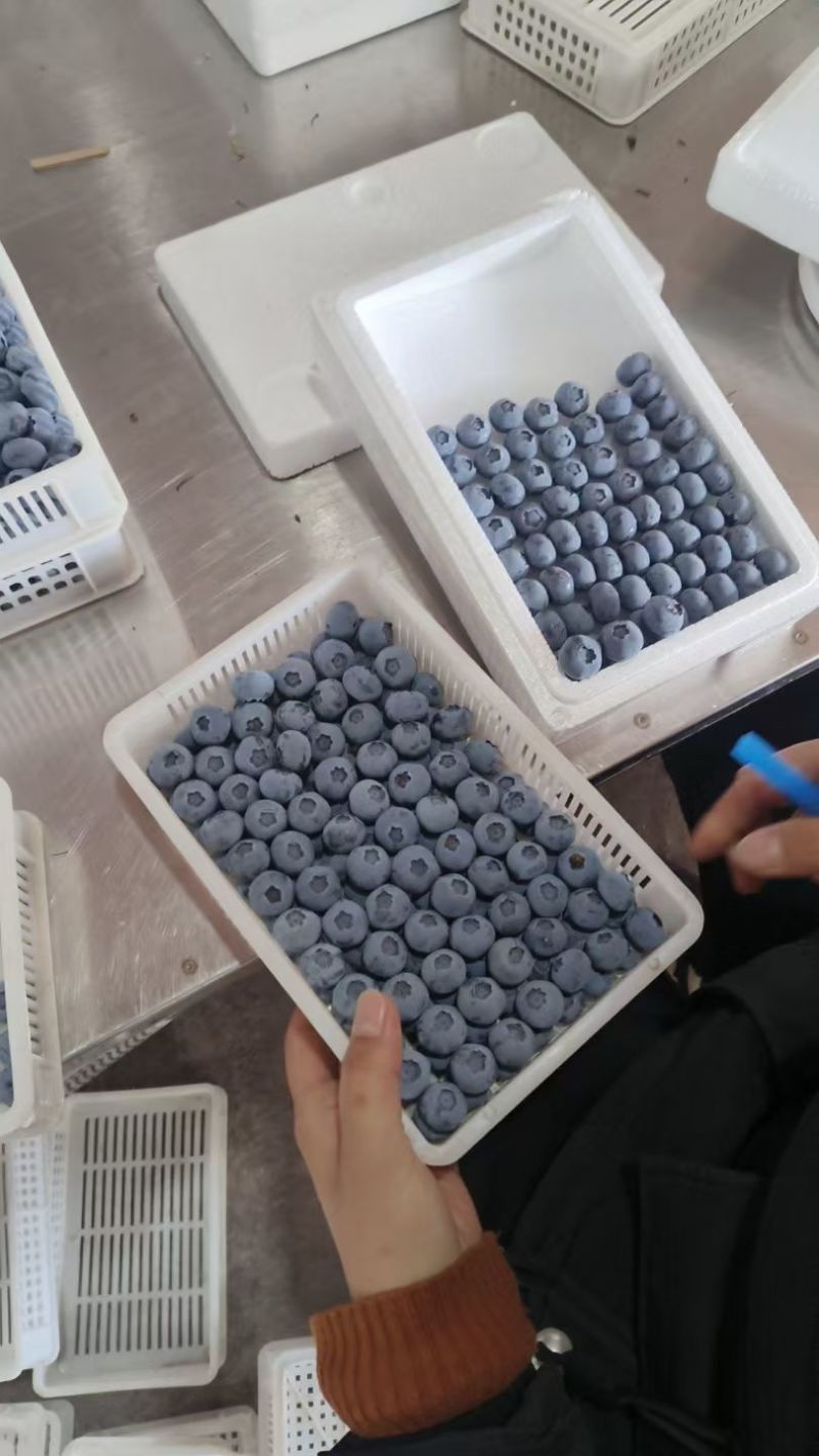 山东蓝莓产地品种齐全保证质量诚信经营