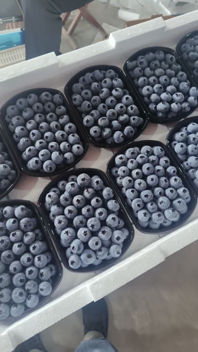 山东蓝莓产地品种齐全保证质量诚信经营