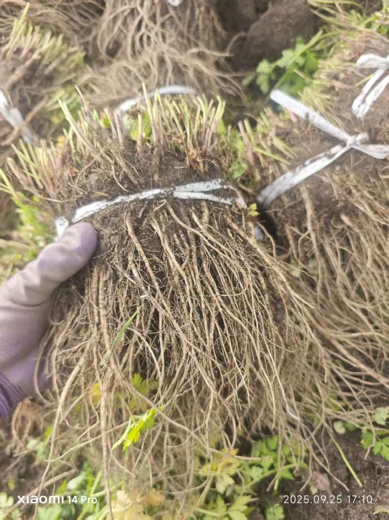 甘肃当归苗，带土净苗都有成活率高需要老板联系，可商议