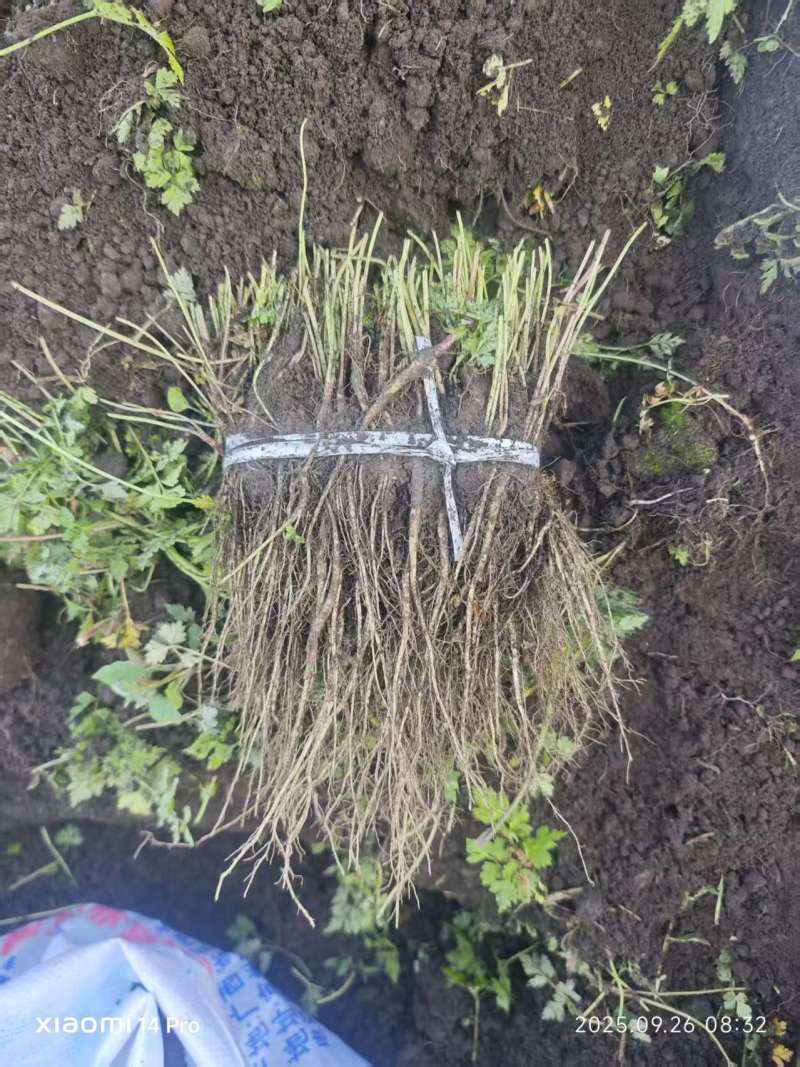 甘肃当归苗，带土净苗都有成活率高需要老板联系，可商议