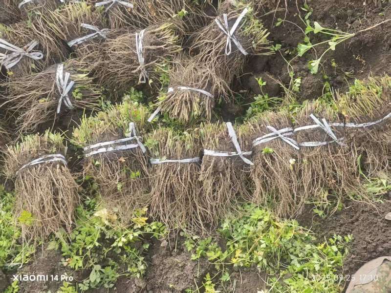 甘肃当归苗，带土净苗都有成活率高需要老板联系，可商议